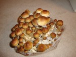 Magic Mushrooms Repair Brain Damage